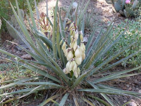 Spanish Bayonet and Banana Yucca. - grid24_12