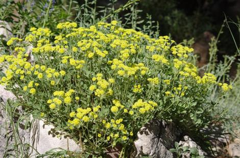 Sulfur Buckwheat in a garden in Big Bear at 6800 feet.  At this elevation this buckwheat looked right at home, but also looks great at both nurseries. - grid24_12