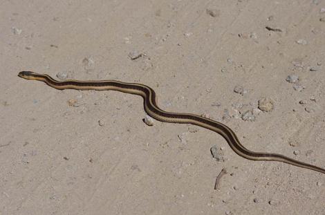 Thamnophis sirtalis fitchi - Valley Gartersnake leaving - grid24_12