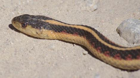 Thamnophis sirtalis fitchi - Valley Gartersnake. - grid24_12