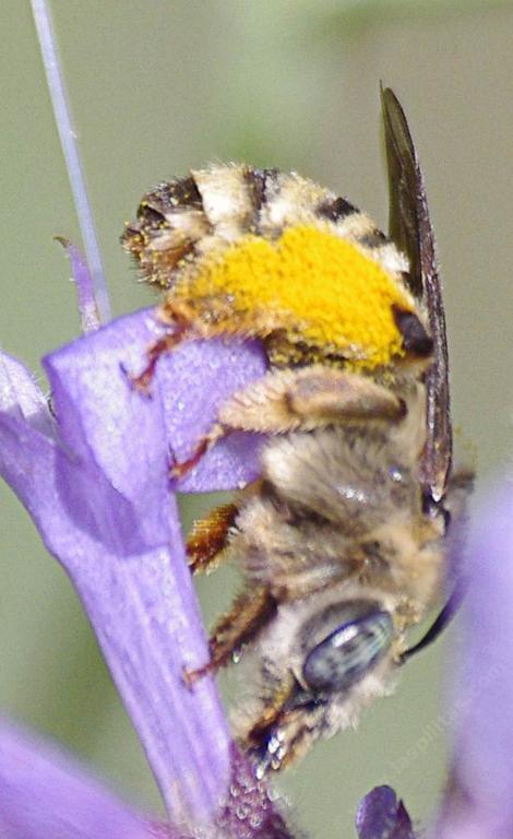 Female Melissodes, on a Salvia clevelandii Alpine. Melissodes are pollinators that some claim are specialized. But we've found them on numerous native genera. - grid24_12