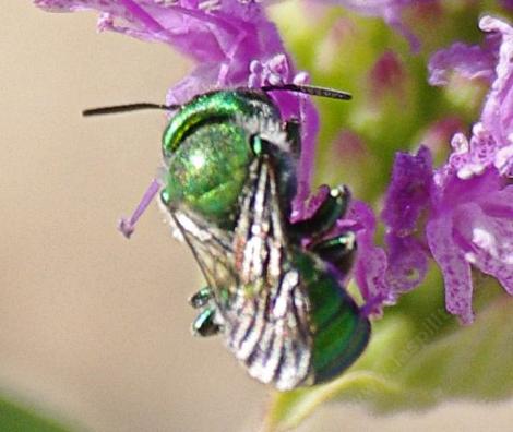 What a cute little green bee. Osmia a Mason Bee - grid24_12