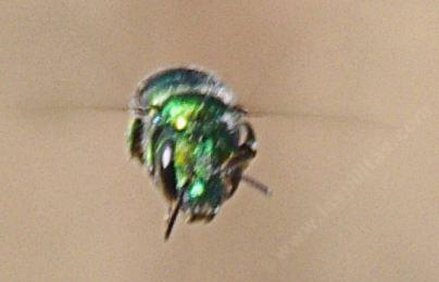 A hoovering Mason Bee, Osmia - grid24_12