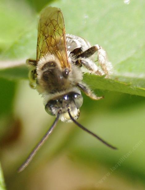 This long Horned bee was hanging out on an apple leaf. - grid24_12