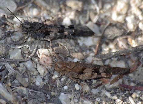 Two Grasshoppers - Trimerotropis fontana - grid24_12