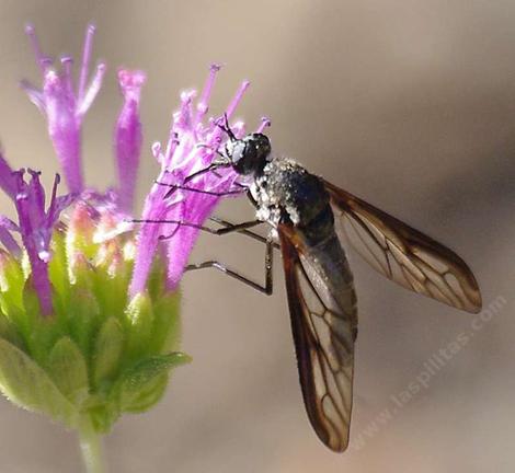 Thevenetimyia californica is a large and weird Beefly. - grid24_12