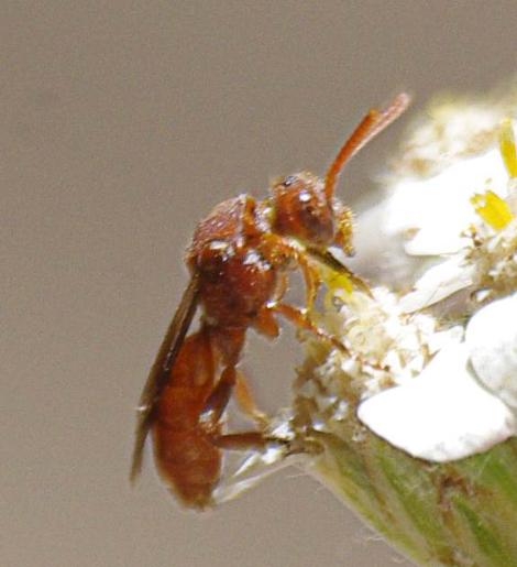 Red Cuckoo Bee, Nomada - grid24_12