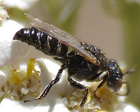 Square-headed Wasps are little fly catchers that live in sand. The females string their prey and carry the fly to the nest to feed their young. - grid24_12