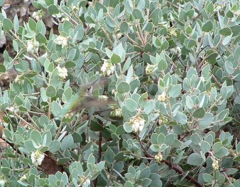 Arctostaphylos obispoensis San Luis Obispo Manzanita with an Anna Hummingbird - grid24_12