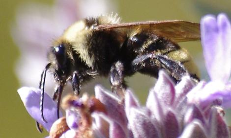 California Bumble Bee, Bombus californicus - grid24_12