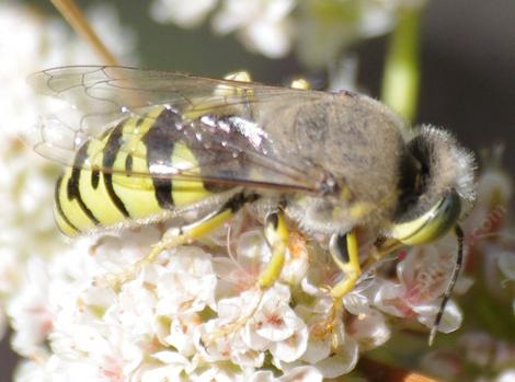 Sand Wasp, Bembix on a California Buckwheat. - grid24_12