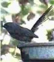 wrentit-chamaea-fasciata - grid24_12