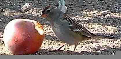 A Rufous crowned sparrow, Aimophila ruficeps is a  natural checker-outer. Like little chickens, they'll peck anything once. - grid24_12