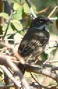 sage-sparrow-amphispiza-belli - grid24_12