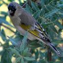 lawrences-goldfinch-carduelis-lawrencei - grid24_12