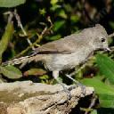 oak-titmouse-baeolophus-inornatus - grid24_12