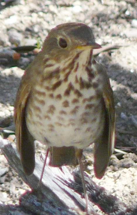 Hermit-thrush, Datharus guttatus looking dejected. - grid24_12