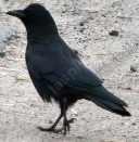 american-crow-corvus-caurinus - grid24_12