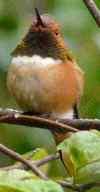 Rufous hummingbird,  Selasphorus rufus watching camera - grid24_12