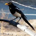 yellow-billed-magpie-pica-nutalli - grid24_12