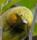 orange-crowned-warbler-vermivora-celata - grid24_12
