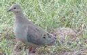 mourning-dove-zenaida-macroura - grid24_12