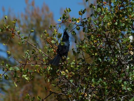 Phainopepl nitens in red berry, Rhamnus ilicifolia - grid24_12