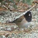 dark-eyed-junco-junco-hyemalis - grid24_12