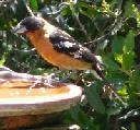 black-headed-grosbeak-pheucticus-melanocephalus - grid24_12