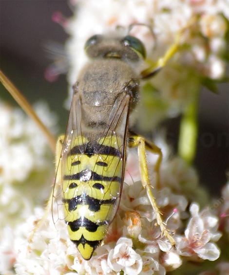 This is a large sand wasp - grid24_12 This is a large sand wasp - grid24_12