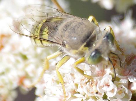 Bembix, Sand Wasp On California Buckwheat, Eriogonum fasciculatum - grid24_12