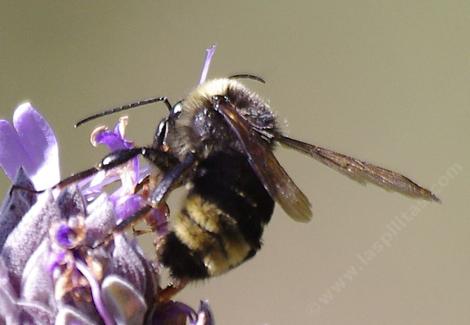 California Bumblebee on Salvia Pozo Blue - grid24_12