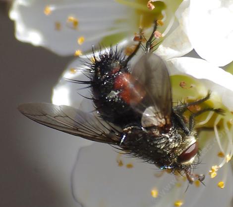 This fly was working the flowers of an Elephant Heart Plum  - grid24_12