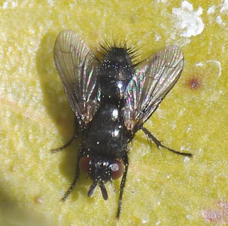 A Tachinid Fly. in the Voriini tribe. These flies attack butterfly and moth larva. - grid24_12