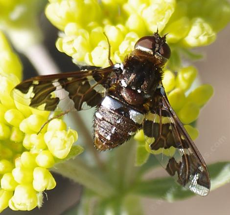 <i>Exoprosopa caliptera</i> is parasitic on bee, wasp, and beetle larva. - grid24_12