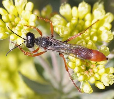 Ammophilina Thread Waisted Wasp prey on moth and butterflylarvae. Feeding on Eriogonum umbellatum, Sulfur Buckwheat  nectar. - grid24_12