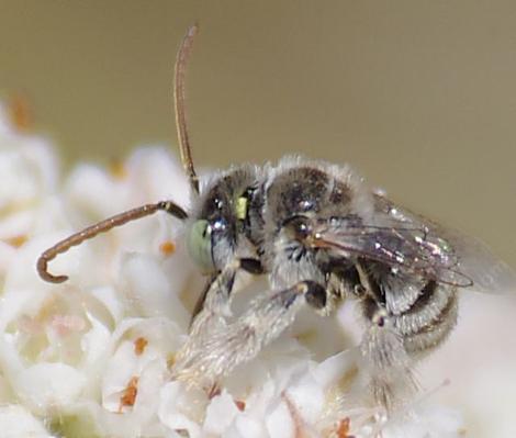 Anthophorula is a little digger bee. Maybe 6mm (1/4 inch) long that appears white to the naked eye. Busy little thing. Here on a California Buckwheat. - grid24_12