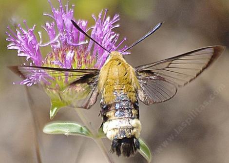 Hemaris diffinis, Snowberry clearwing is a very fast flier that mimics a bumblebee. - grid24_12