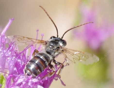 Long-horned bee, Eucerini, Melissodes on Monardella. These bees are actively pollinating all sorts of plants in the chaparral and desert areas. - grid24_12