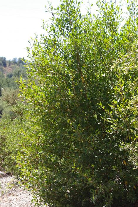 Rhamnus californica, Coffeeberry can make a good hedge. - grid24_12