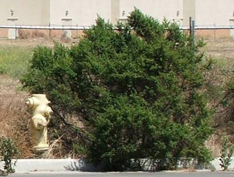 Coyote Bush in a vacant lot in Salinas. - grid24_12