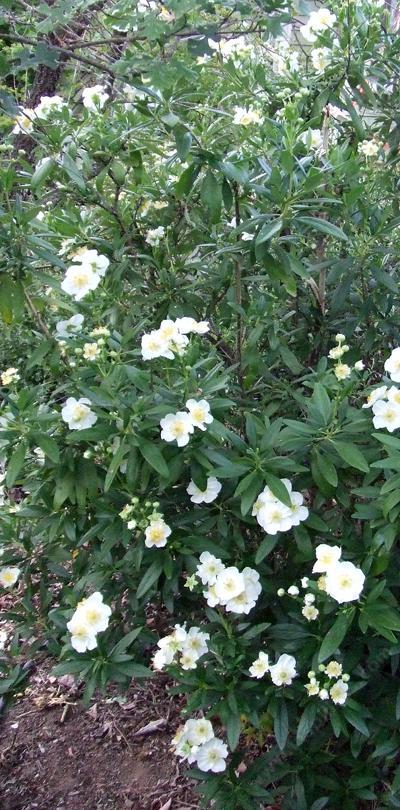 Bush Anemone makes a nice narrow hedge. - grid24_12