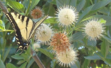 Buttonwillow with a Tiger Swallowtail Butterfly - grid24_12