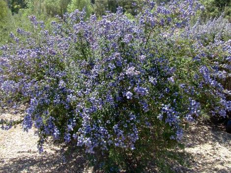 Santa Barbara Lilac is fast and showy in most coastal California gardens. - grid24_12