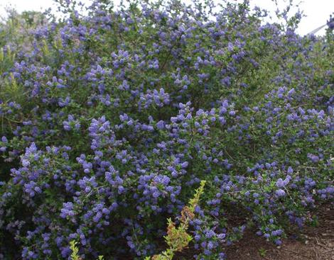 Ceanothus Mountain Haze can make a good hedge - grid24_12