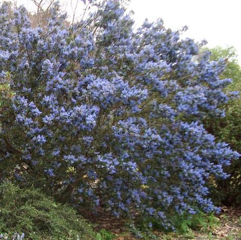 Ceanothus Tassajara Blue with no extra water in Escondido. - grid24_12