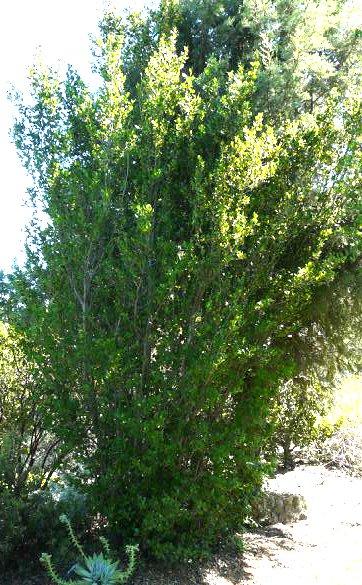 The Island Mountain Mahogany is about twenty years old. No pruning and you can see the form. - grid24_12