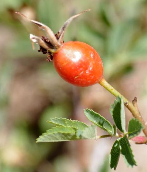 Mountain Rose or  Fragrant Rose hip. The stupid(smart ****) chipmunk ate the hip that afternoon. - grid24_12