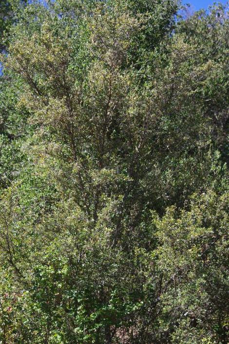 Cercocarpus betuloides in the wild. This Mountain Mahogany  is about 30 years old. In most areas of California Mountain Mahogany makes a 5-6 ft. drought tolerant hedge. Useful in places like Los Angeles where green seems to be missing. - grid24_12