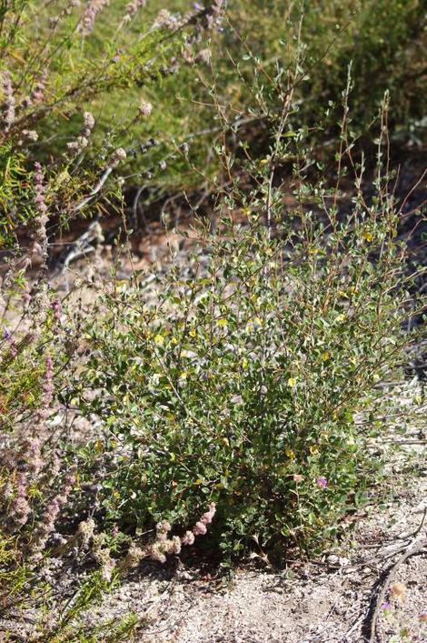 This is a young Mountain Mahogany after a couple of years with no water. It is mixed in with Trichostema and Chamise here. But nearby it's mixed with scrub oak and Pitcher sage. - grid24_12